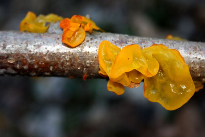 Funghi del parco del ticino da ID